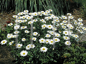 Picture of Leucanthemum x superbum 'Becky'