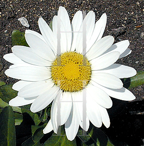 Picture of Leucanthemum x superbum 'Becky'