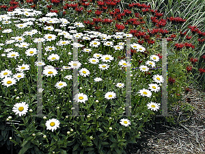 Picture of Leucanthemum x superbum 'Becky'