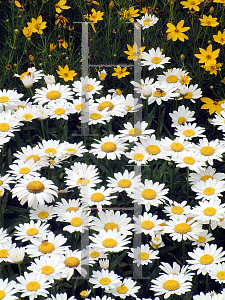 Picture of Leucanthemum x superbum 'Marconi'