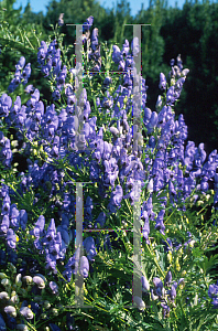 Picture of Aconitum carmichaelii 