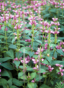 Picture of Chelone obliqua 