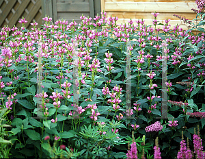 Picture of Chelone obliqua 