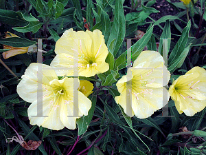 Picture of Oenothera macrocarpa 