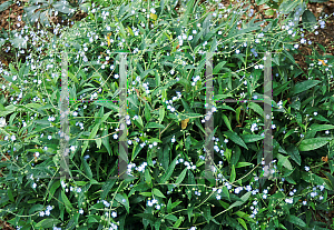 Picture of Omphalodes cappadocica 'Joy Skies'