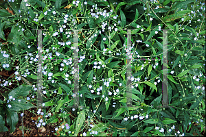 Picture of Omphalodes cappadocica 'Joy Skies'