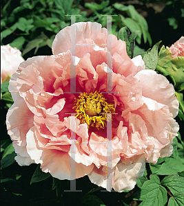 Picture of Paeonia suffruticosa 'Hanakisoi'