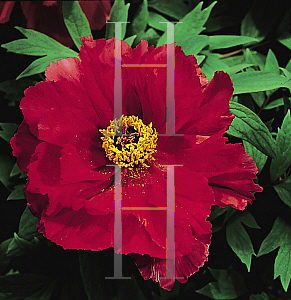 Picture of Paeonia suffruticosa 'Hoki'