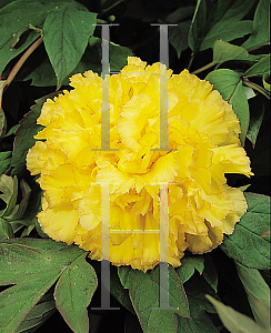 Picture of Paeonia suffruticosa 'Kinshi'