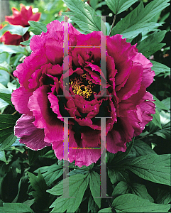 Picture of Paeonia suffruticosa 'Yagumo'