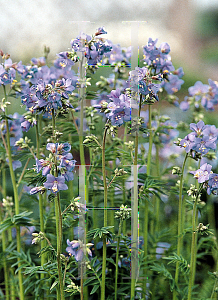 Picture of Polemonium caeruleum 