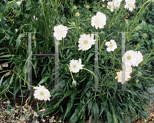 Picture of Scabiosa caucasica 'Perfecta Alba'