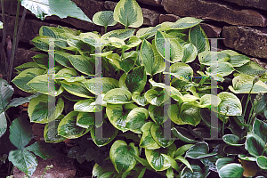 Picture of Hosta  'Sultana'