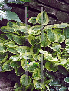 Picture of Hosta  'Sultana'