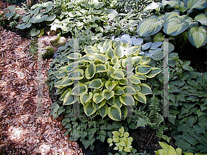 Picture of Hosta  'Sultana'