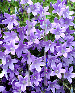 Picture of Campanula  'Birch Hybrid'