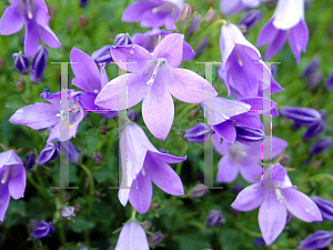 Picture of Campanula  'Birch Hybrid'