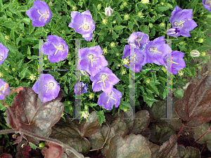 Picture of Campanula carpatica 'Pearl Deep Blue'