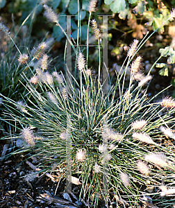 Picture of Pennisetum alopecuroides 'Little Honey'