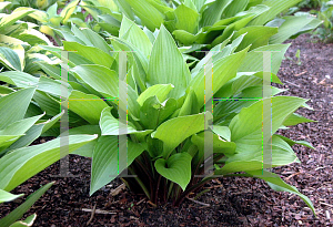 Picture of Hosta  'Maraschino Cherry'