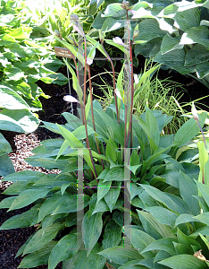 Picture of Hosta  'Maraschino Cherry'