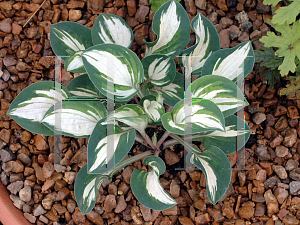 Picture of Hosta  'Pandora's Box'