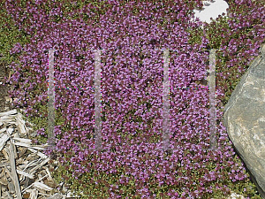 Picture of Thymus praecox 'Pink Chintz'