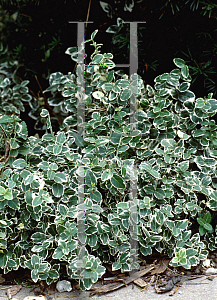 Picture of Euonymus fortunei 'Variegated'