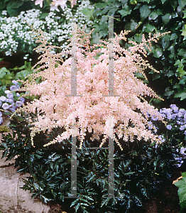 Picture of Astilbe  'Pink Lightning'