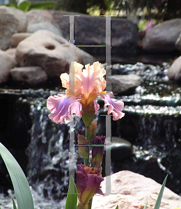 Picture of Iris germanica 'Chasing Rainbows'