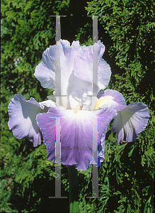 Picture of Iris germanica 'Clarence'