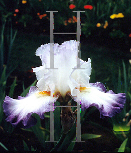 Picture of Iris germanica 'Conjuration'