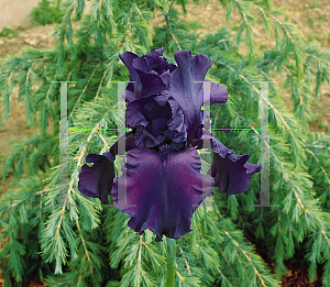 Picture of Iris germanica 'Dusky Challenger'