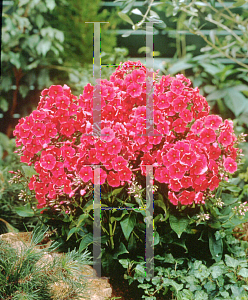 Picture of Phlox paniculata 'Red Riding Hood'