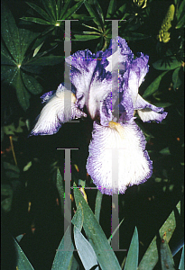 Picture of Iris  'Queen Dorothy'