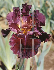 Picture of Iris  'Salsa Rio'