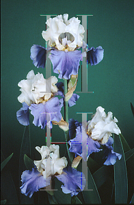 Picture of Iris  'Stairway to Heaven'