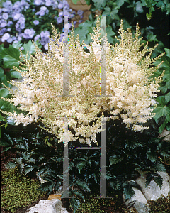 Picture of Astilbe simplicifolia 'White Wings'