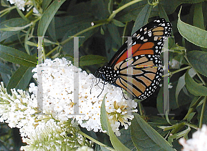 Picture of Buddleia davidii 'White Profusion'