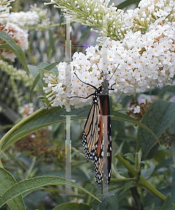 Picture of Buddleia davidii 'White Profusion'