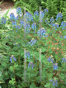 Picture of Corydalis elata 'Rhythm 'n' Blues'