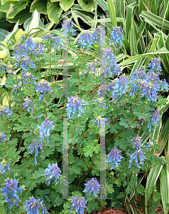 Picture of Corydalis elata 'Rhythm 'n' Blues'