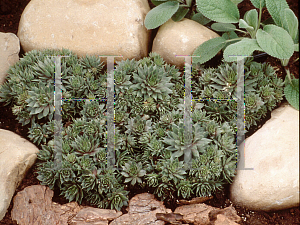 Picture of Sempervivum  'Sanford Hybrids'