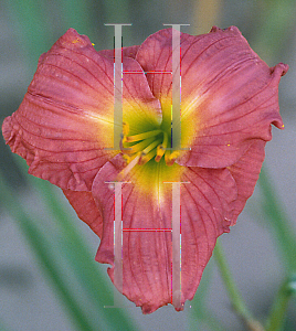 Picture of Hemerocallis  'Jeune Tom'