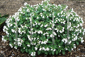 Picture of Pulmonaria officinalis 'Sissinghurst White'