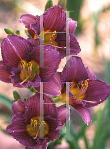 Picture of Hemerocallis  'Razzamatazz'