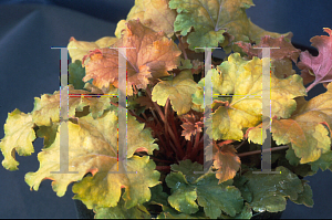 Picture of Heuchera  'Amber Waves'