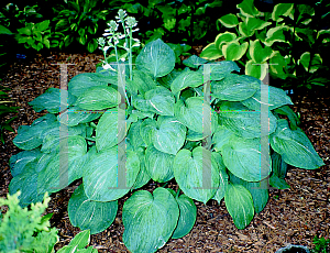 Picture of Hosta  'Spilt Milk'