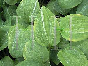 Picture of Hosta  'Spilt Milk'