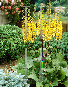 Picture of Ligularia przewalskii 